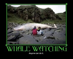 ai1007.photobucket.com_albums_af191_cbratt_CopyofWhaleWatching.jpg