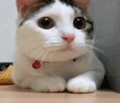 awww.likecool.com_Gear_Pic_Gif_20Cat_20shaking_20the_20head_Gif_Cat_shaking_the_head.gif