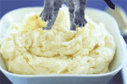 aa.fod4.com_misc_Mashed_20Potato_20Cat.gif