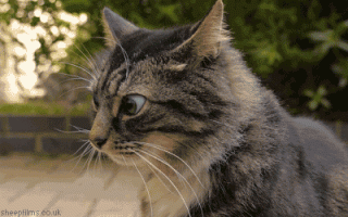 aboredomfiles.com_wp_content_uploads_2015_07_07_cats_on_catnip.gif