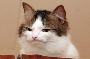 disappointed-cat.png