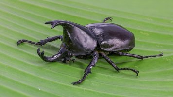 Rhinocerous beetle.jpg